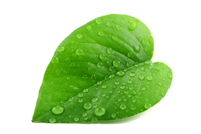 greenleaf400wT1a