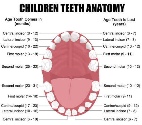 toothchart